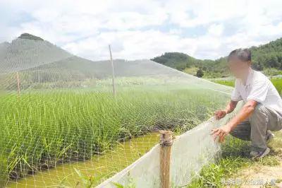 鳝鱼泥鳅养殖前景,泥鳅养殖成本与利润多少钱一亩