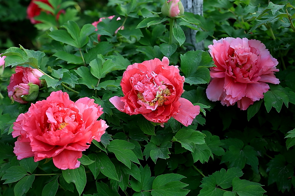 洛阳牡丹；青山吹奏-《谁不说俺家乡好》半音阶口琴演奏