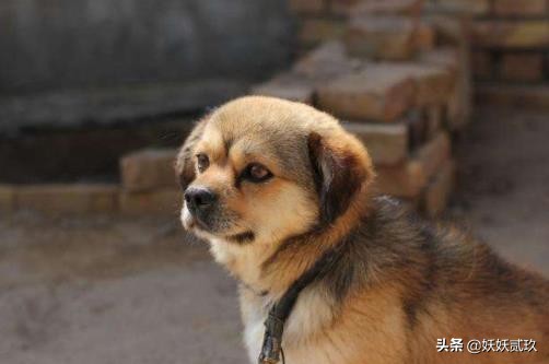 金毛寻回犬世界犬类智商排名第四,短毛小型犬最聪明的狗狗排行榜