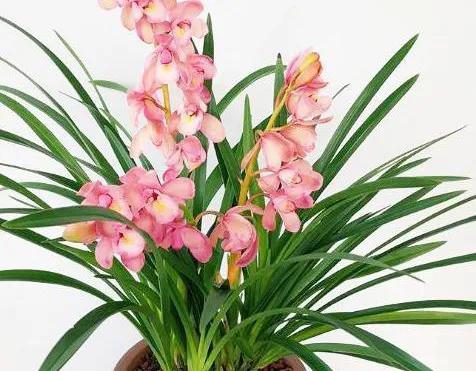 兰花简单介绍,兰花介绍资料大全视频