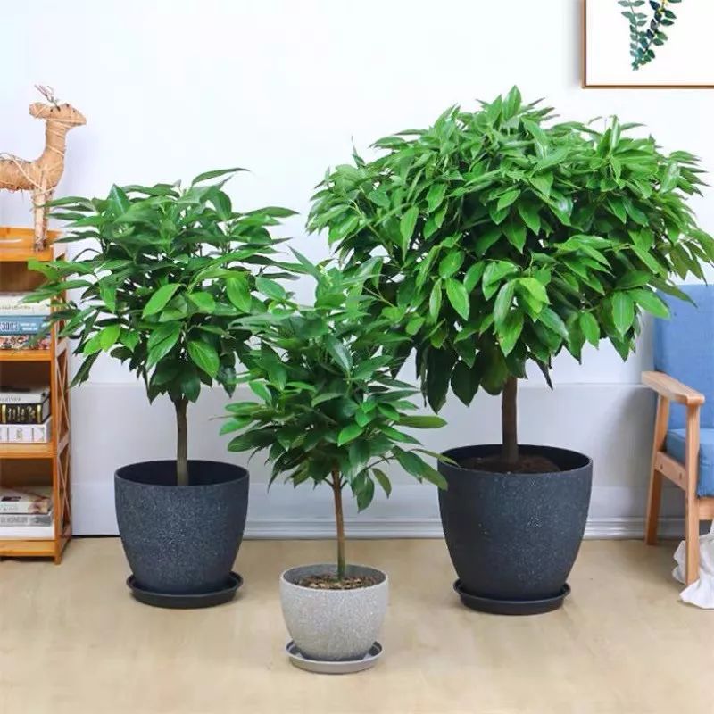 十大卧室养殖吸甲醛净化空气绿植,净化甲醛最有效绿植盆栽