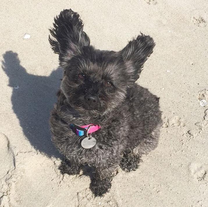 鐩樼偣鍚勪釜鐗瑰埆鐨勬潅浜や覆涓茬嫍,鍝簺瀹犵墿鐘覆涓茶捣鏉ユ洿濂界湅