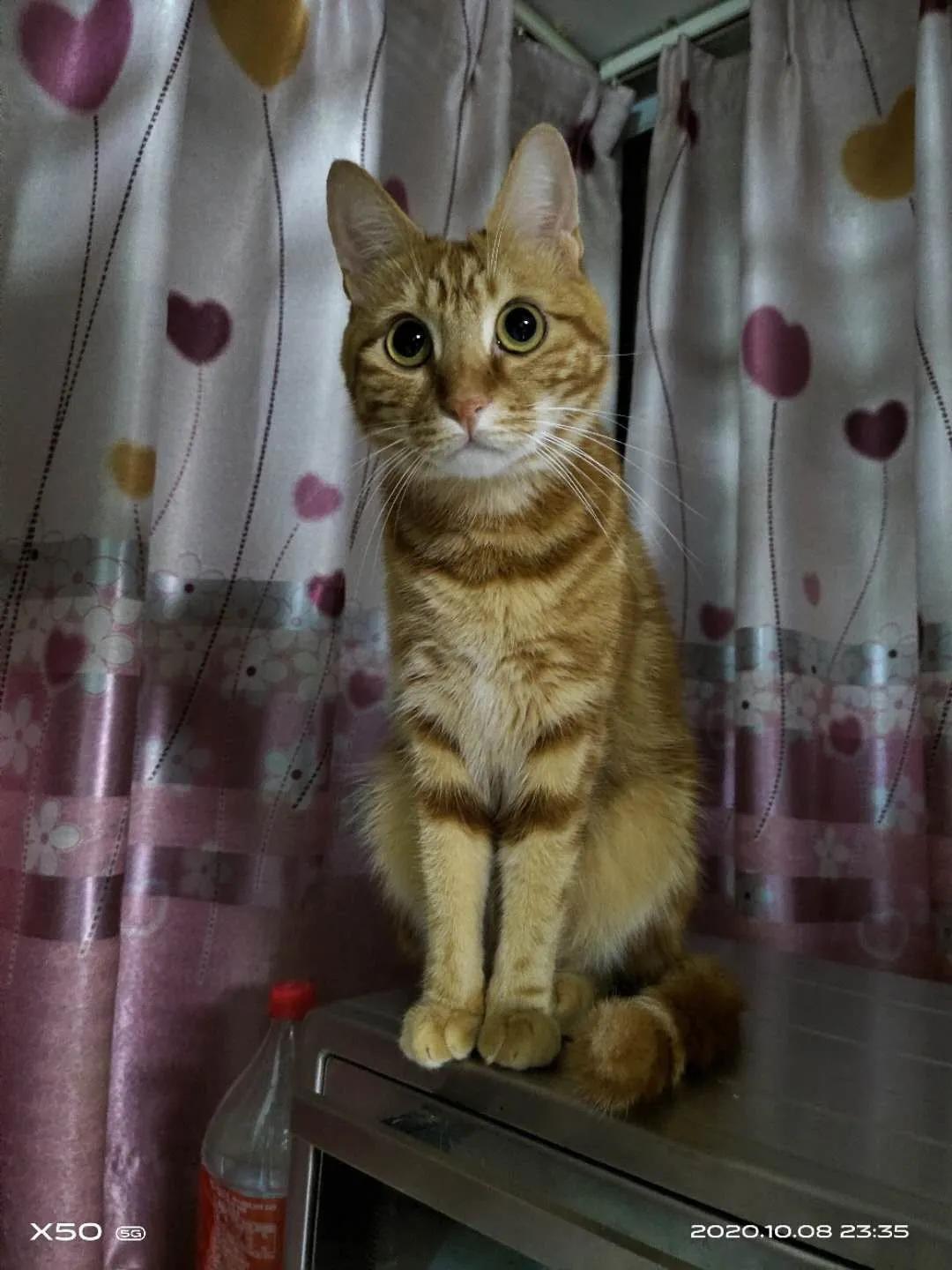 大橘猫和主人被骚扰,橘猫被主人骚扰