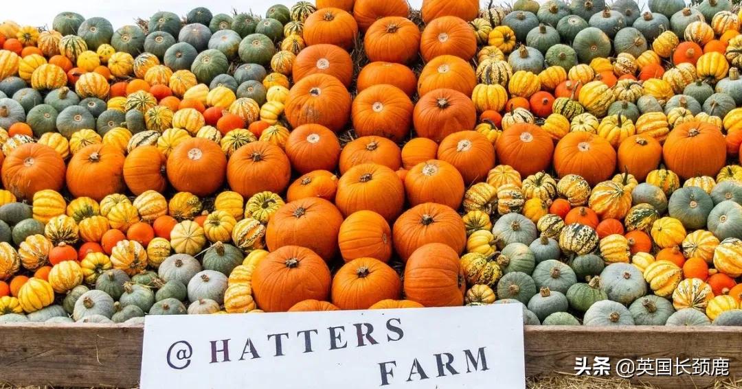 南瓜大作战攻略,南瓜大作战有几个地点