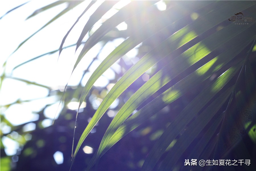 东湖公园菊花展今天还有开放吗,深圳东湖公园菊花展图片