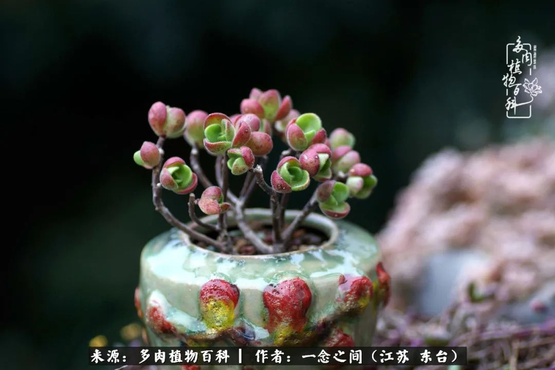 一见多肉误终生,一见多肉误终生从此入了养花坑