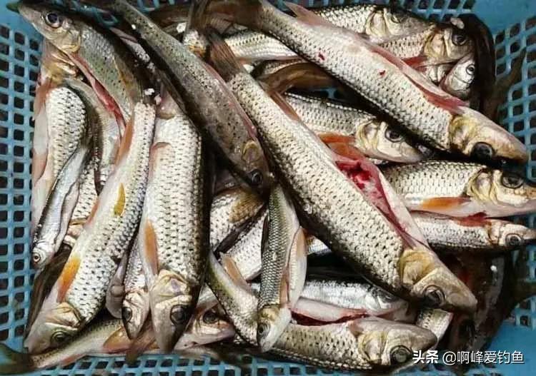 重唇鱼，重口鱼，除了是鱼，可以吃，还有它的食补功效你了解吗？