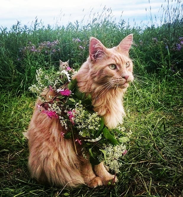 缅因猫这么温顺怎么在野外生存,缅因猫和狸花猫能不能好好相处