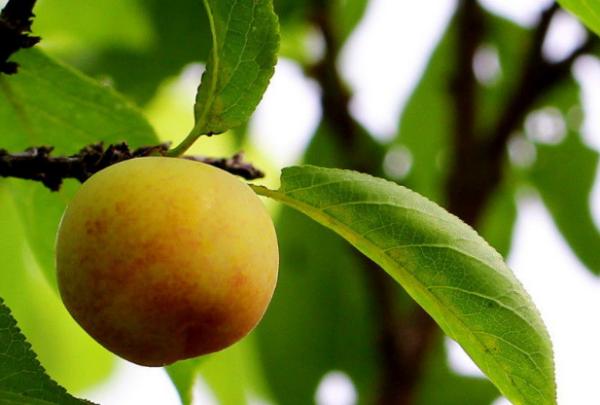 浙江黄梅几号有雨,浙江黄梅天出梅时间