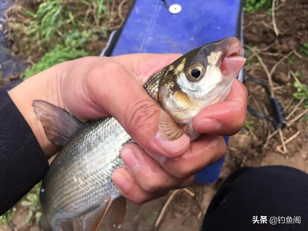 秋高气爽的天气怎样钓好鱼,夏天天气很热鱼怎么钓最好