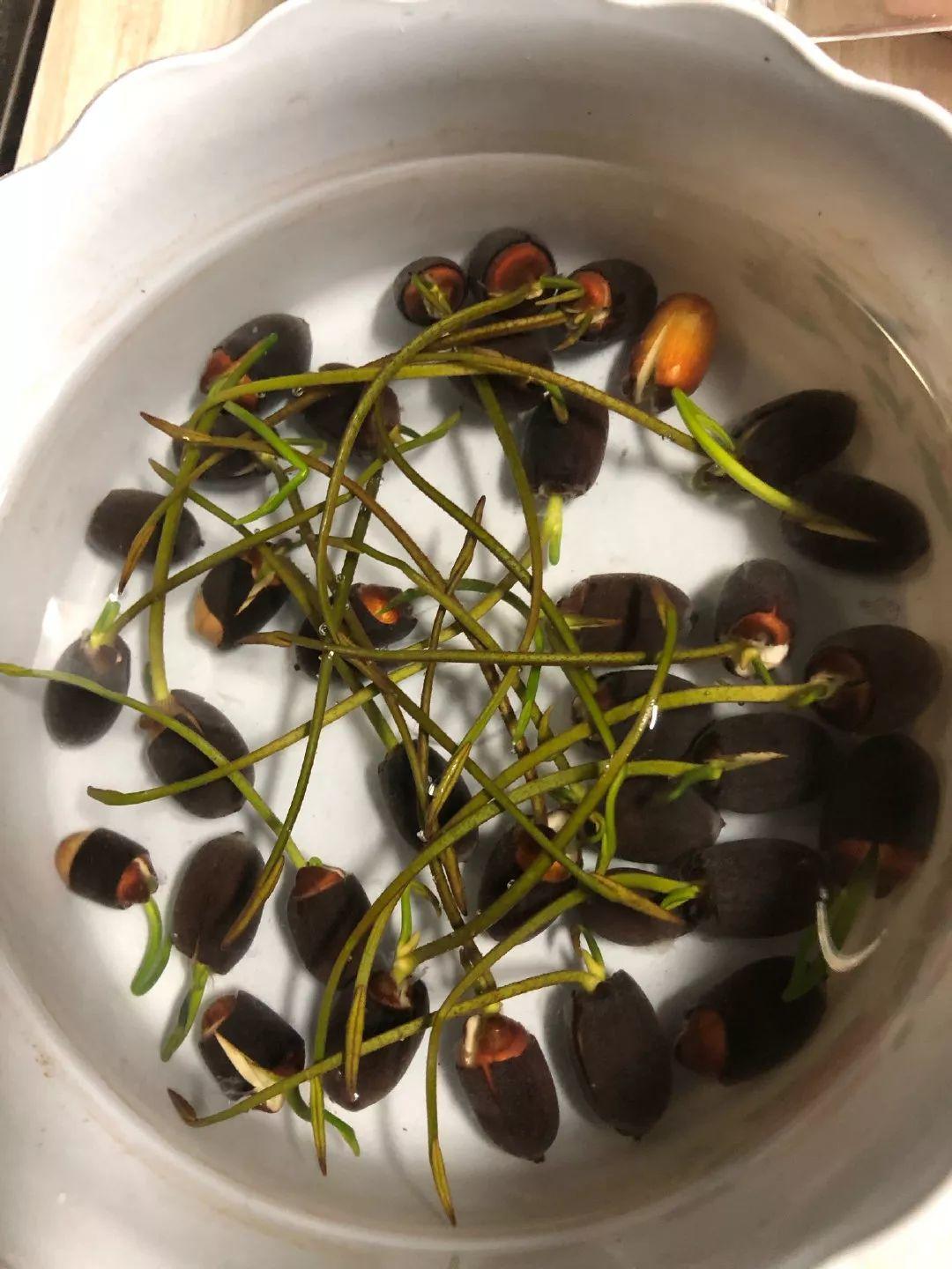 碗莲开花后的种子还可以用吗,碗莲种子种的第一年能开花吗