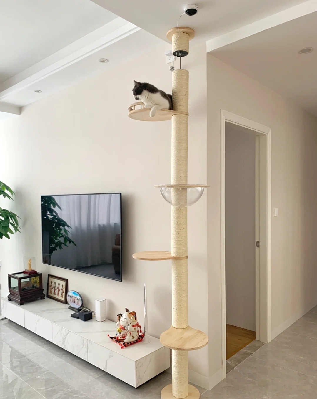 装修分享|养猫指南：铲屎官必看家装攻略