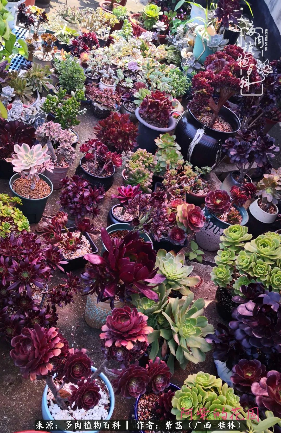 如何在夏天买的多肉度夏,多肉度夏好帮手