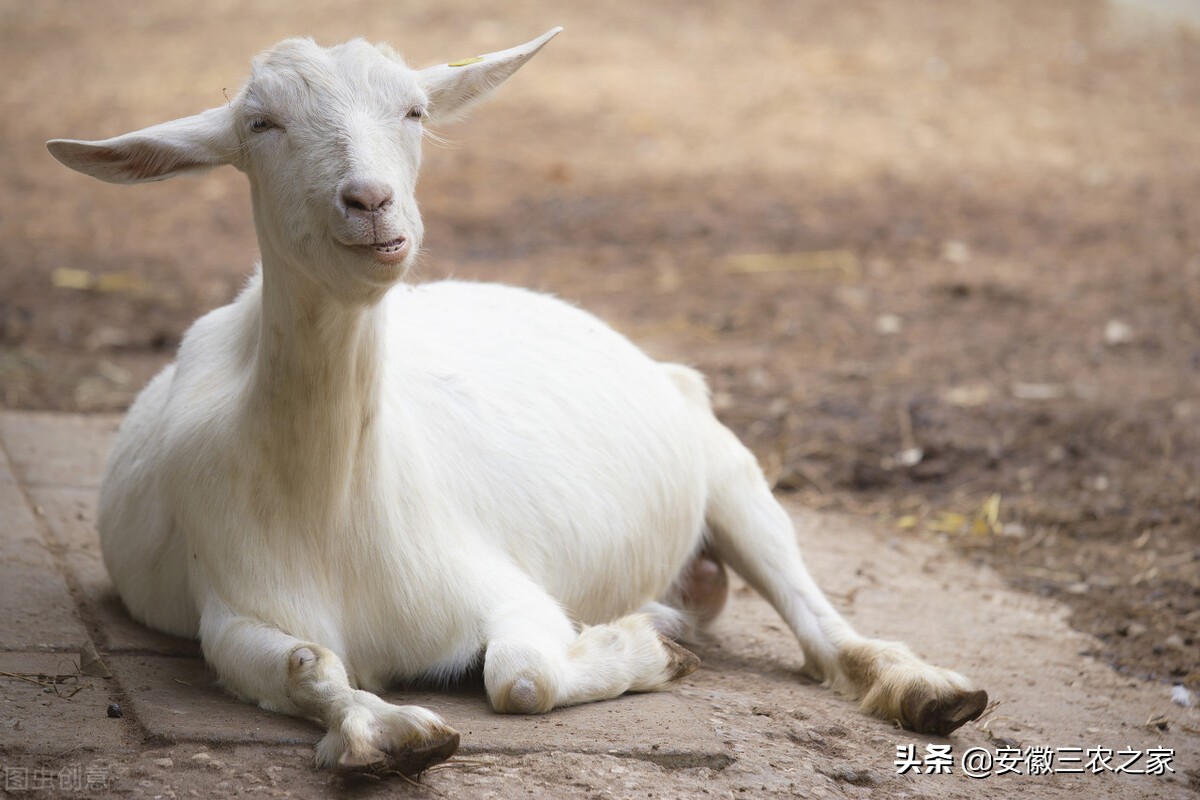 母羊受孕有什么特点,母羊的生殖特点与过程