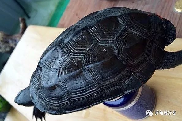 春节之前，给那些不养龟的朋友们科普一下