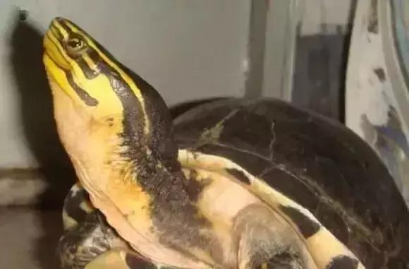 三线闭壳龟和潘氏闭壳龟区别,金头闭壳龟和三线闭壳龟同池