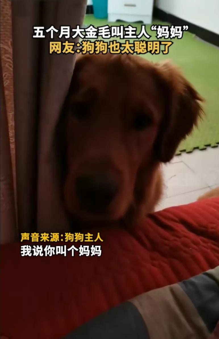 狗狗居然会喊妈妈,狗狗对主人不会叫只会嘤嘤嘤