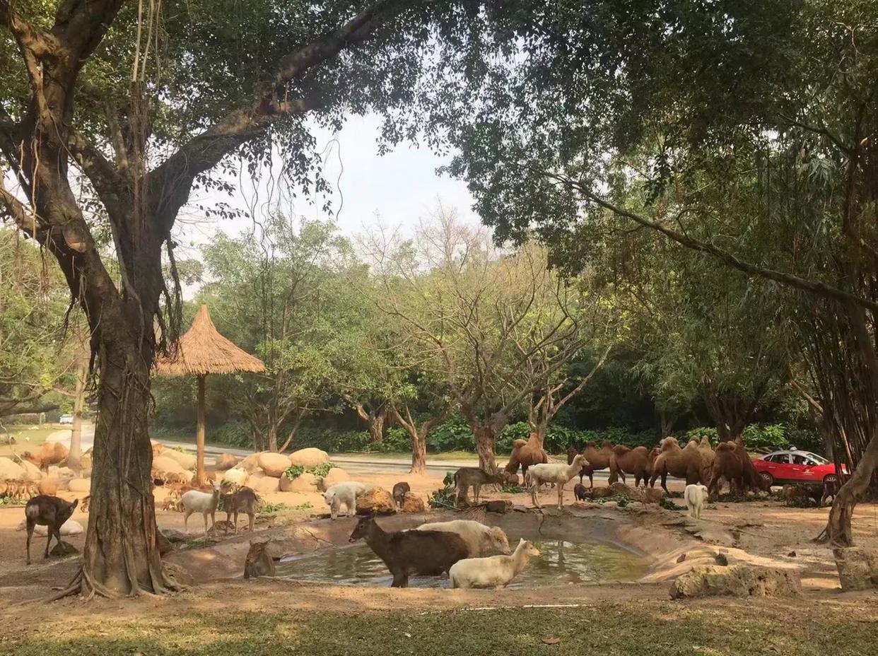 长隆野生动物世界到珠海海洋王国,去长隆野生动物世界需要注意什么