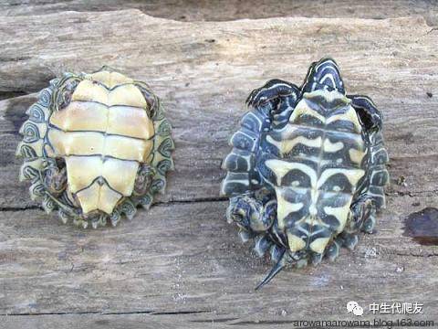 地图龟成体样子,地图龟种类及图解