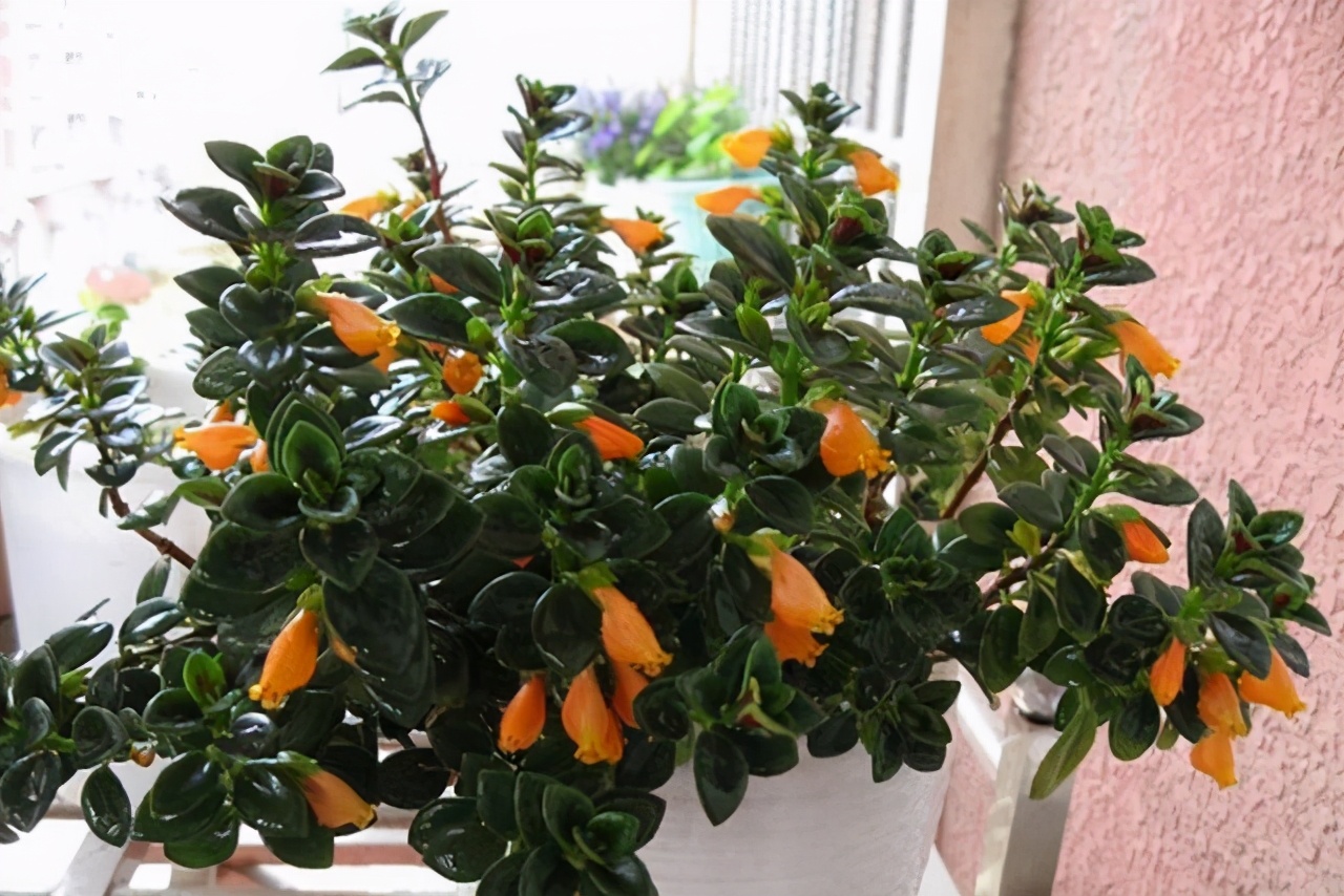 如何防止金鱼吊兰枯萎发黄,小金鱼吊兰黄叶