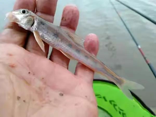 名贵的六种鱼你吃过几种,20种名贵海鱼