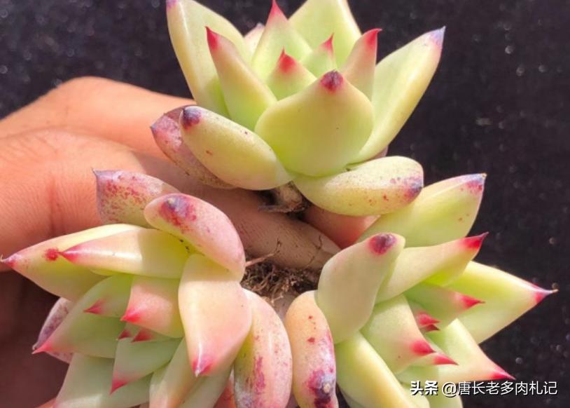 万宝路多肉 (万宝龙多肉是怎么杂出来的)