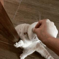 老外说Youreafatcat是在说“你是只肥猫？”快看看正确意思吧