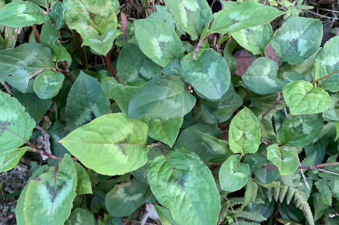 揭秘|这家中医院的“后花园”竟长着30多种野生中草药！