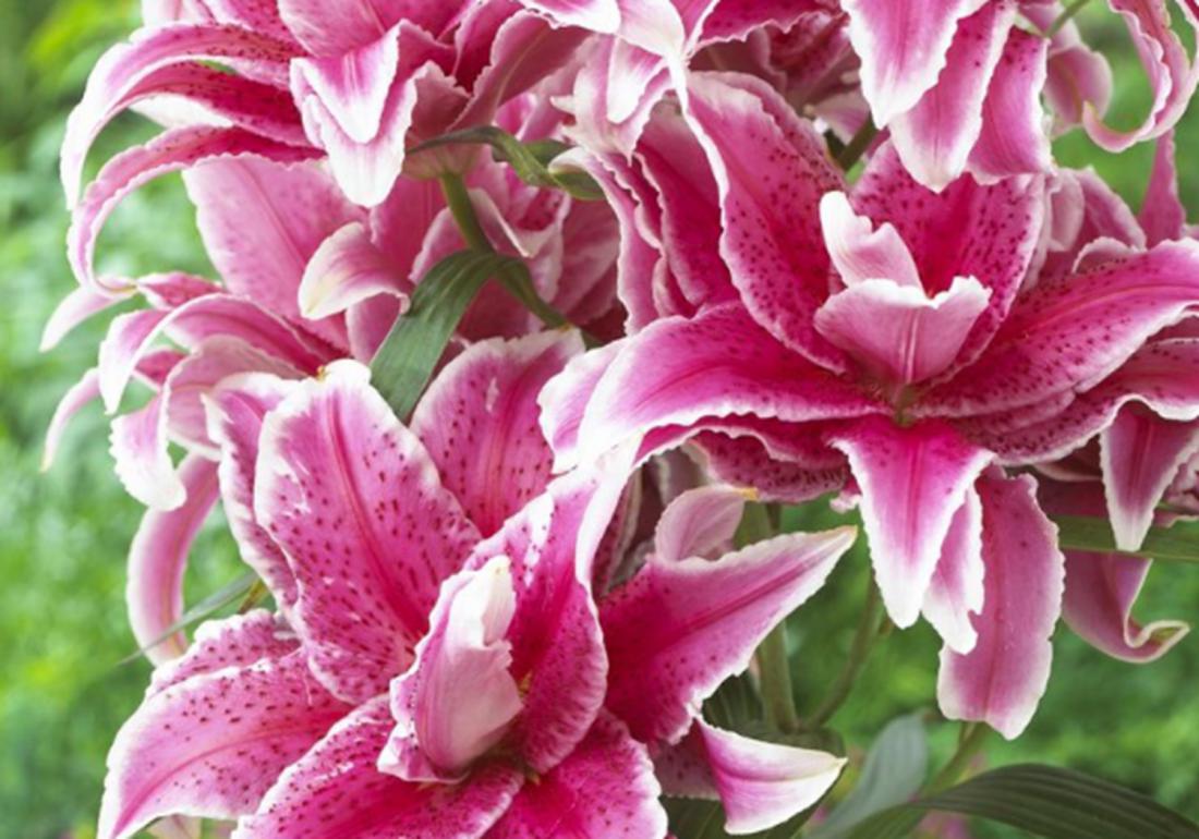 实验室无土栽培百合剥胚,百合种球的无土栽培