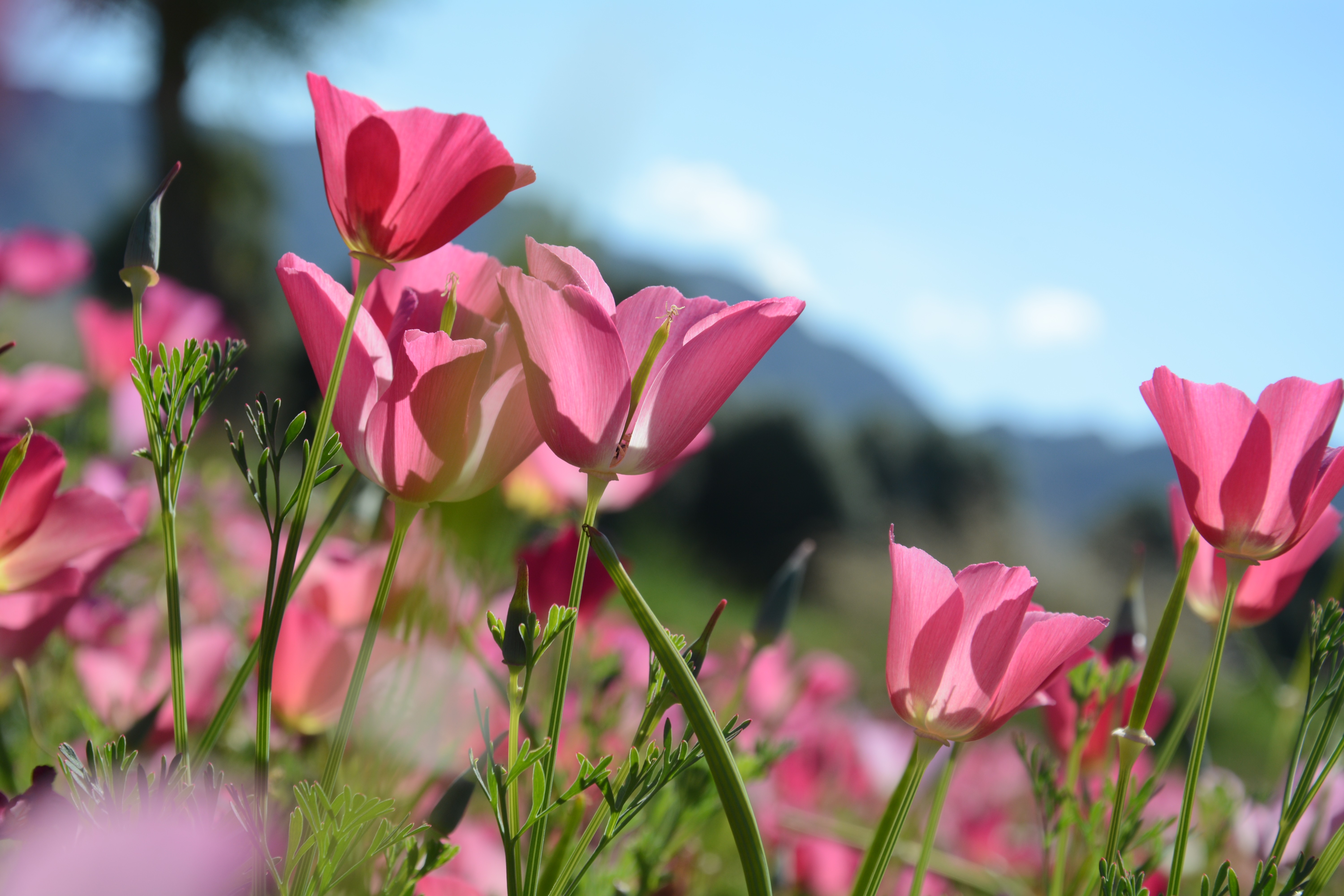 千亩花海肃北,肃北万亩花海