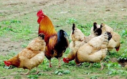 优质鸡养殖技术,通晓鸡养殖技术