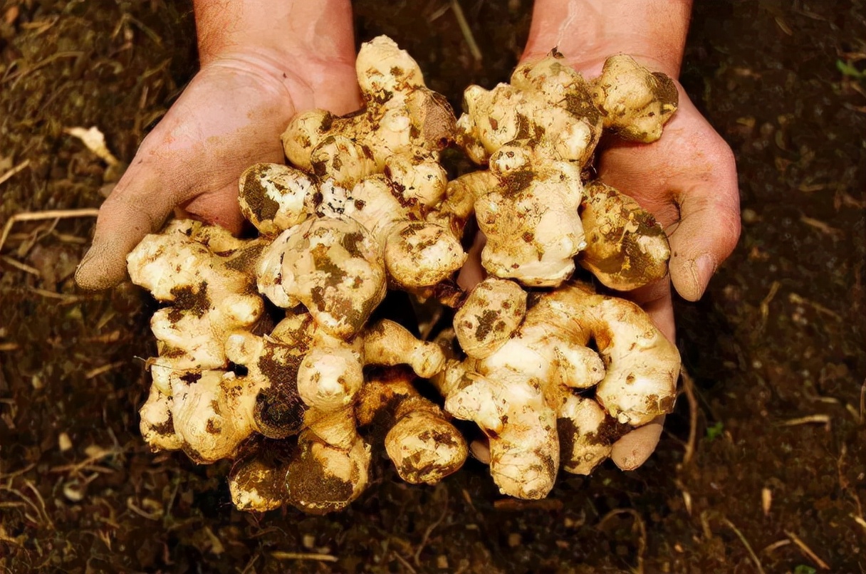 洋姜的亩产量多少斤,洋姜真实亩产量