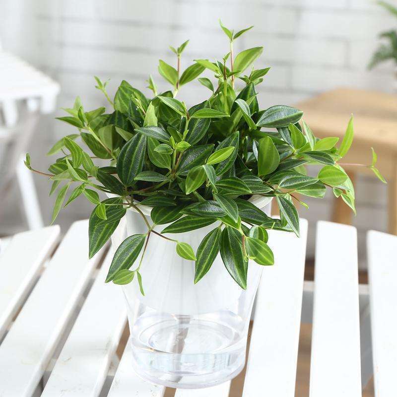 10种常见的吊兰品种图片,最名贵的吊兰品种及其养护方法