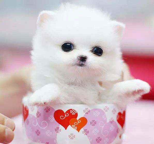 72种名犬分类介绍及图片,72种名犬及图片