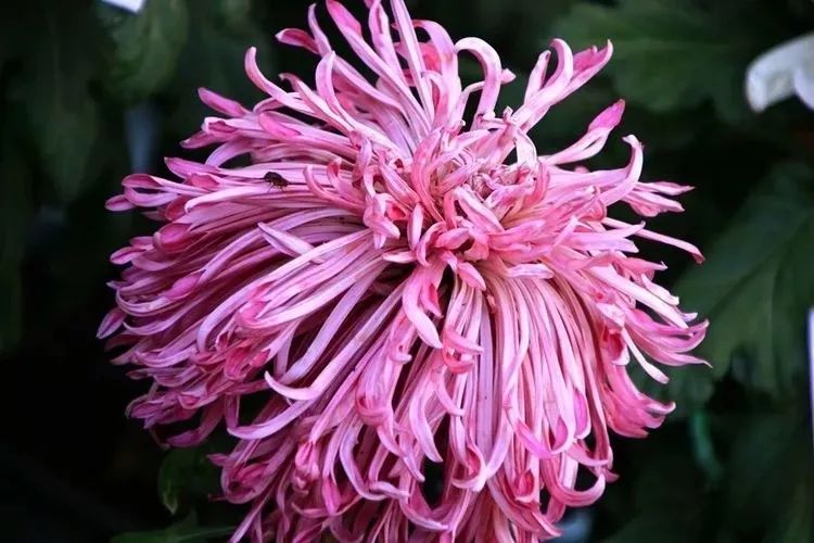 花中四君子菊花,花中四君子菊花的简介