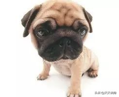 狗狗呕吐的原因,狗狗肠胃炎呕吐