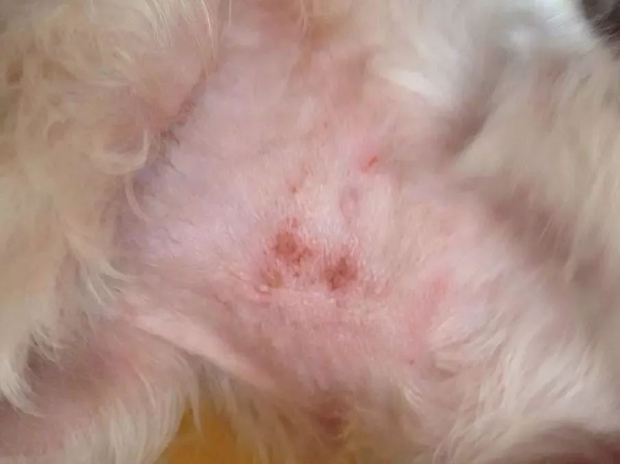 狗狗趾间炎皮肤溃烂怎么治疗,狗狗经常皮肤痒用什么药洗澡