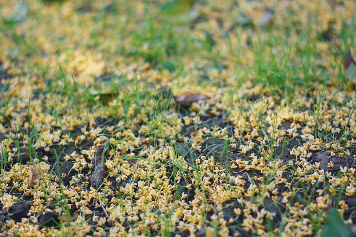 清秋桂花馨香，一朝飘落纷扬。珠玉何时采下？切莫不知空忙