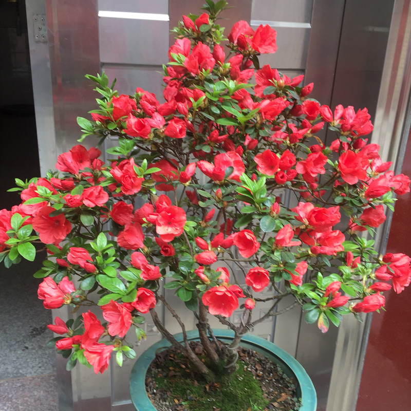 杜鹃花的家养方法,杜鹃花养法