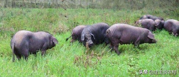 中国市场价格最贵的猪,现实生活中最贵的猪肉多少钱一斤