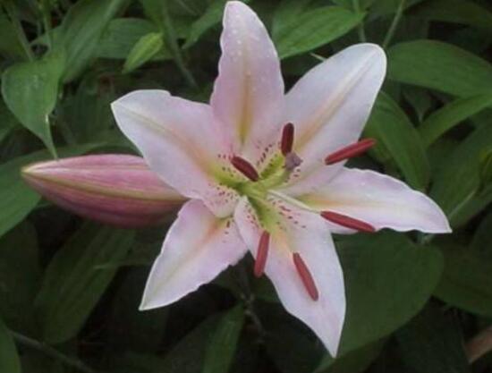 百合花盆栽施肥方法步骤,百合花生长期要施什么肥最好