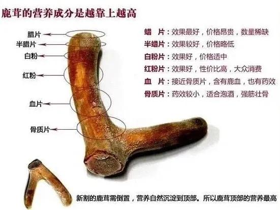 鹿茸秋冬滋补佳品,鹿茸进补怎么煮