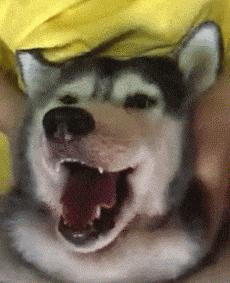 事实证明，不管是大型犬还是小型犬，养只二哈才是最省钱的