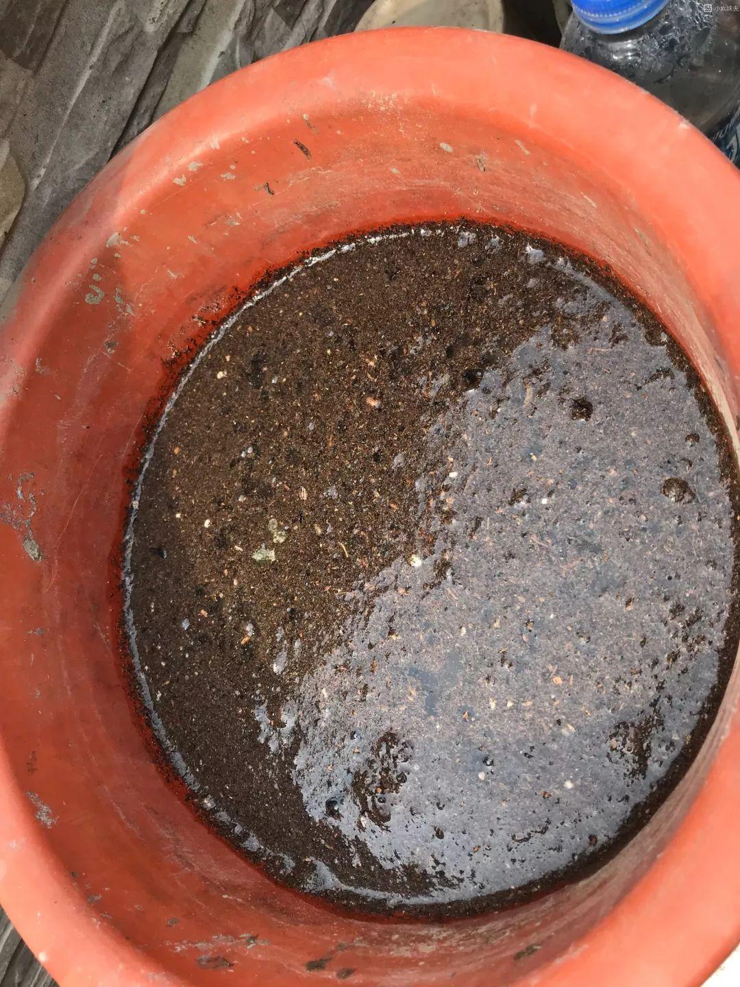 碗莲开花后的种子还可以用吗,碗莲种子种的第一年能开花吗