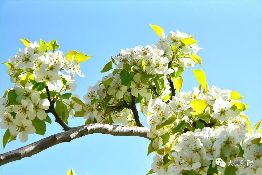 绿色和政春深夏浅风光好山美花浓待君来