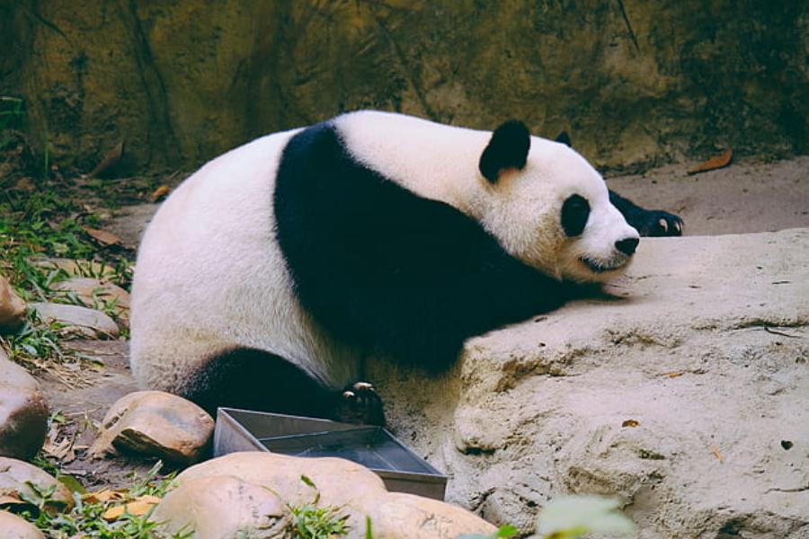 租借到国外的大熊猫过得怎么样,租借国外大熊猫如何选择熊猫