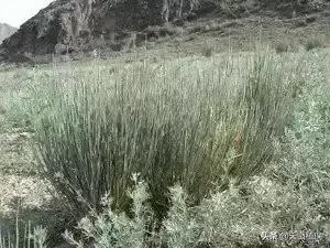 戈壁当中最常见的植物,在野外都能捡到的稀有植物