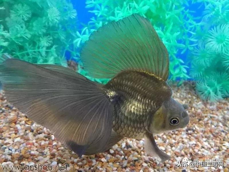 生命力最大的金鱼品种有哪些,十大最好的金鱼品种