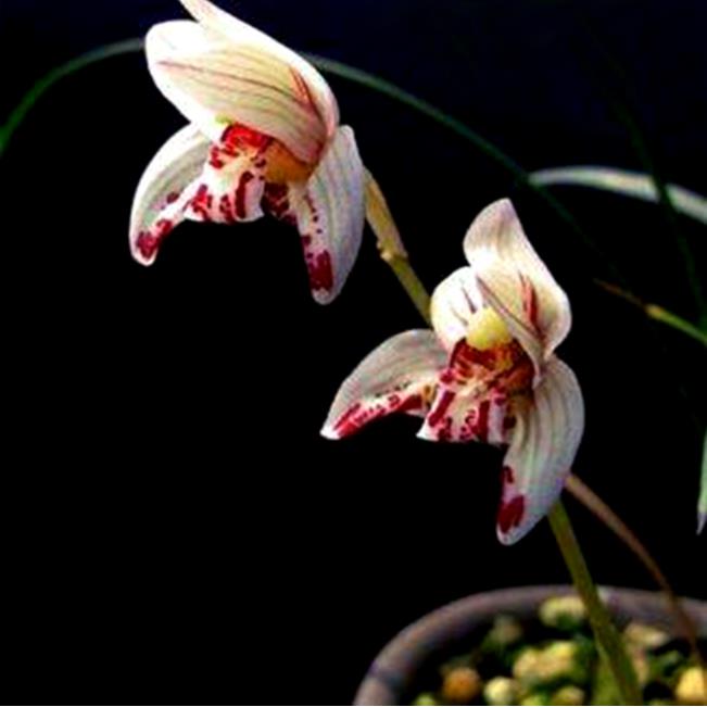 中国兰花之乡有哪些？为何云南独占7个？