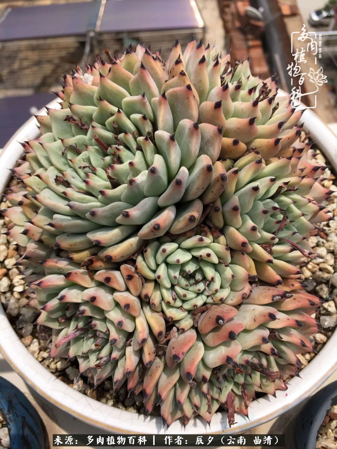 缂辩换鏃栨棊钁宠暏鐢熼,缂辩换鏃栨棊钁宠暏鐢熼鍑哄